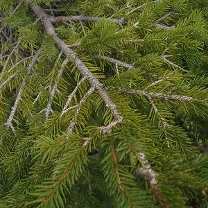 Хвойные опилки оптом в Новом Уренгое купить - оперативная доставка по всей России