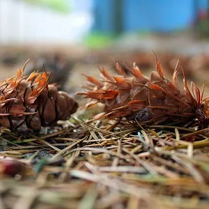 Хвойные опилки оптом в Новом Уренгое от завода-производителя Лигнум Ресурс