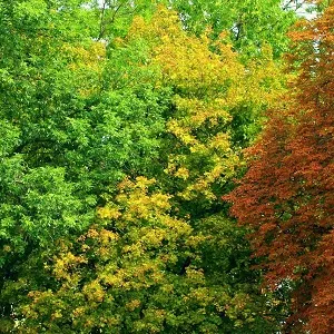 Лиственные опилки оптом в Новом Уренгое купить - оперативная доставка по всей России