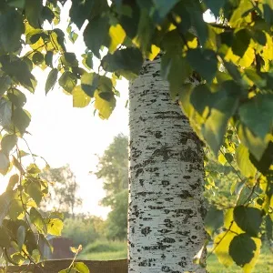Опилки березовые оптом в Новом Уренгое купить - оперативная доставка по всей России
