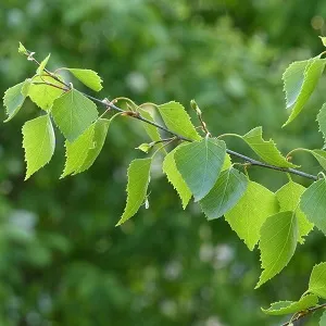 Опилки березовые оптом в Новом Уренгое от завода-производителя Лигнум Ресурс
