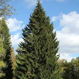 Еловые опилки оптом в Новом Уренгое купить - оперативная доставка по всей России