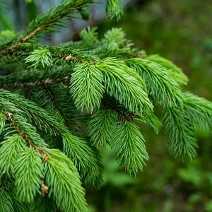 Еловые опилки оптом в Новом Уренгое от завода-производителя Лигнум Ресурс