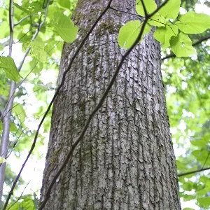 Опилки липовые оптом в Новом Уренгое купить - оперативная доставка по всей России