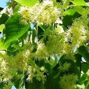 Опилки липовые оптом в Новом Уренгое от завода-производителя Лигнум Ресурс