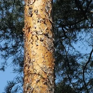 Сосновые опилки оптом в Новом Уренгое купить - оперативная доставка по всей России