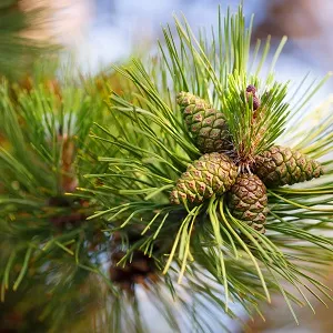 Сосновые опилки оптом в Новом Уренгое от завода-производителя Лигнум Ресурс