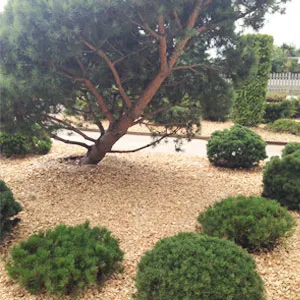 Хвойная щепа оптом в Новом Уренгое купить - оперативная доставка по всей России